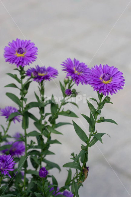 코스모스,가을,꽃,야외,geranium,제라늄,plant,식물,가을꽃,화단,계절,화분,식물,자연,plants,nature,꽃,flower