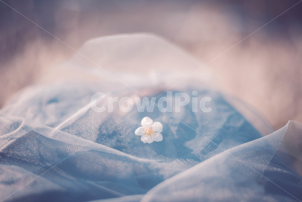 매화나무,매화꽃,꽃,식물,매화,봄,계절,spring,season,꽃,flower,감성,sensible,feeling