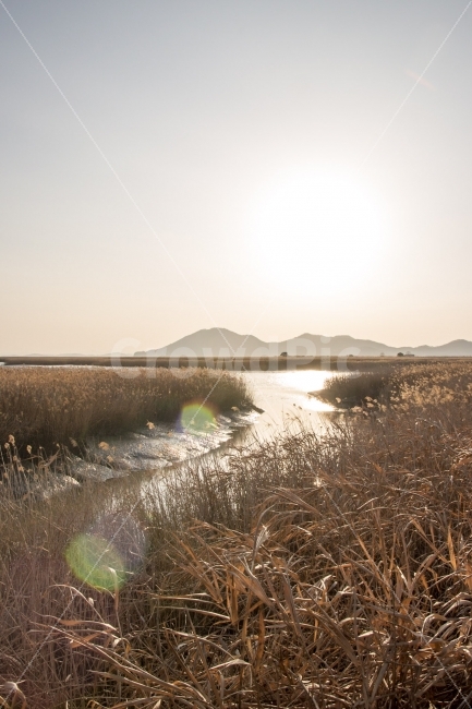 풍경,순천만,갈대밭,일몰,태양,가을,감성,햇살,플래어,매직아워,자연,풍경,nature,landscape,가을,계절,fall,autumn,season,grass,잔디,plant,식물,lawn,reed,갈대