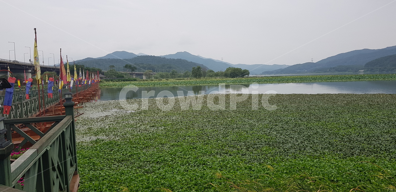 다리,물,호수,강,자연,식물,연잎,계절,outdoors,field,뜰,풍경,깃발,자연,풍경,nature,landscape,옥외,들