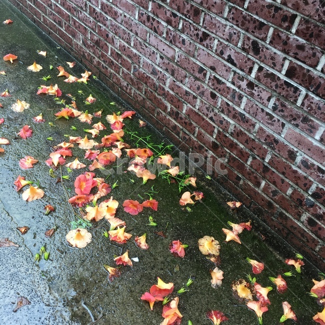 비,떨어진,젖은,꽃잎,바닥,벽돌,담장,꽃,flower