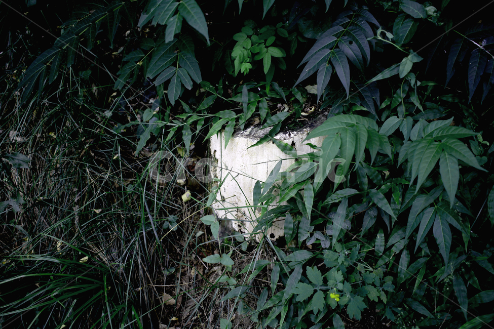 자연,풀,식물,여름,plant,weeds,summer,green,녹색