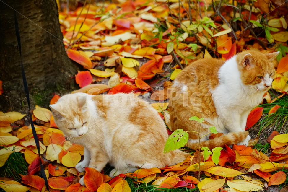 고양이,길고양이,동물,cat,animal,가을,fall,autumn,낙엽,단풍,나무,tree,식물,잎사귀,alleycat,포유류,야옹이,냐옹이,나비,공원,park,가을,계절,fall,autumn,season,동물,animal,포유류,mammal,고양이,cat,kitten,kitty,leaf,잎,plant,manx,맨 섬 사람