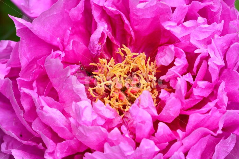 작약꽃,봄꽃,봄이미지,아름다운,꽃,꽃소식,flowers,beautiful,화려한,화사한,정원,가든,앞마당,plants,spring,pretty,예쁜,garden,그린,접사,마크로,macro,클로즈업,꽃잎,꽃송이,겹꽃,나무꽃,가득,full,봄,계절,spring,season,식물,자연,plants,nature,꽃,flower,blossom,peony,모란,plant
