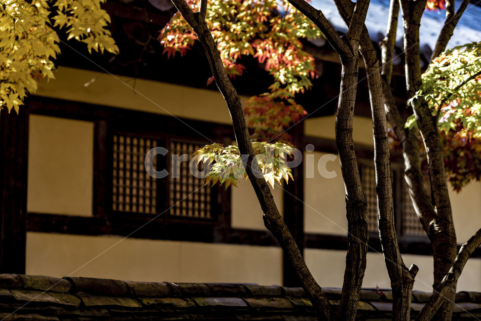 전통가옥,전통건축물,한옥,가을,단풍,한국의미,기와지붕,가을,계절,fall,autumn,season,한국전통,한국문화,korean traditional,korean culture,plant,식물,leaf,잎,tree,나무,tree trunk,나무 줄기
