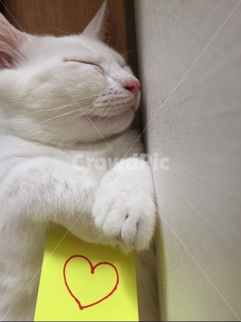 고양이,터키시앙고라,흰고양이,하트,숙면