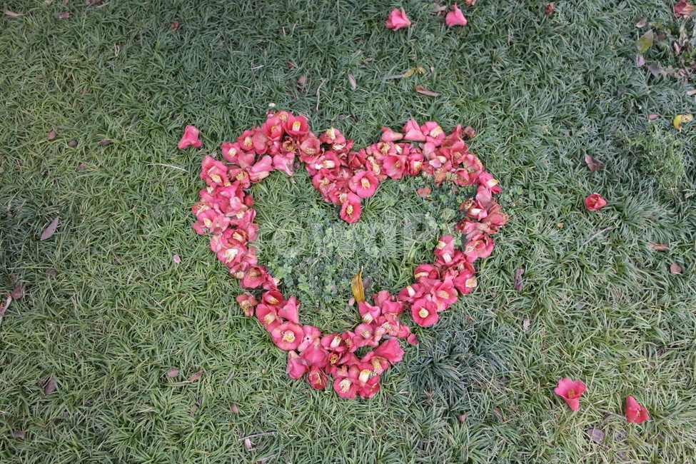 꽃,하트,제주도,카멜리아힐,동백,식물,자연,plants,nature