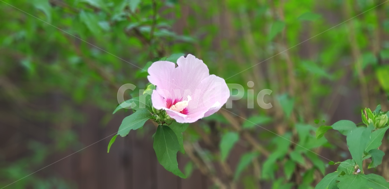 꽃,무궁화,대한민국,분홍,초록,가지,잎