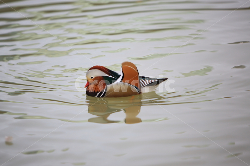 원앙,조류,철새,자연,풍경,동물,animal,조류,새,birds