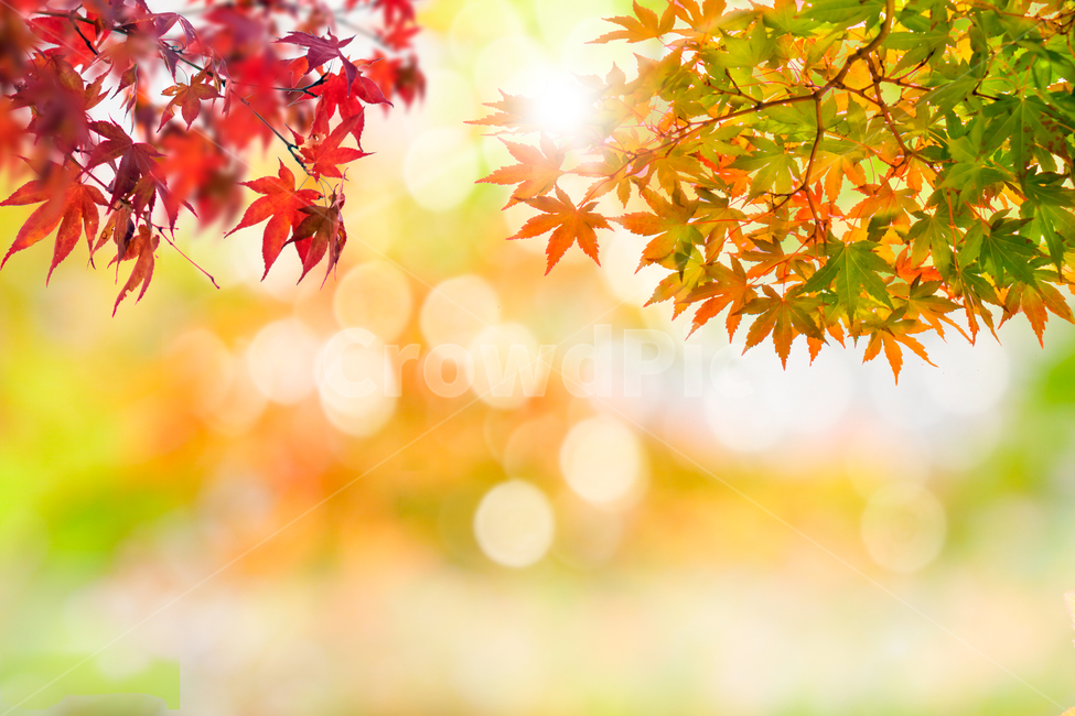 가을,늦가을,아름다운,낭만적인,카피공간,로맨틱,역동적인,화려한,장소,배경,현장,뒷배경,자연,꾸미기,콘텐츠,전경,상쾌한,희망찬,햇살,눈부시다,나뭇잎,나뭇가지,살랑살랑,단풍,단풍나무,네이처