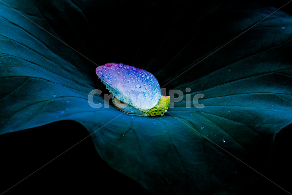 연잎,연,식물,자연,감성,낙화,꽃잎,물방울,이슬,식물,자연,plants,nature,꽃,flower