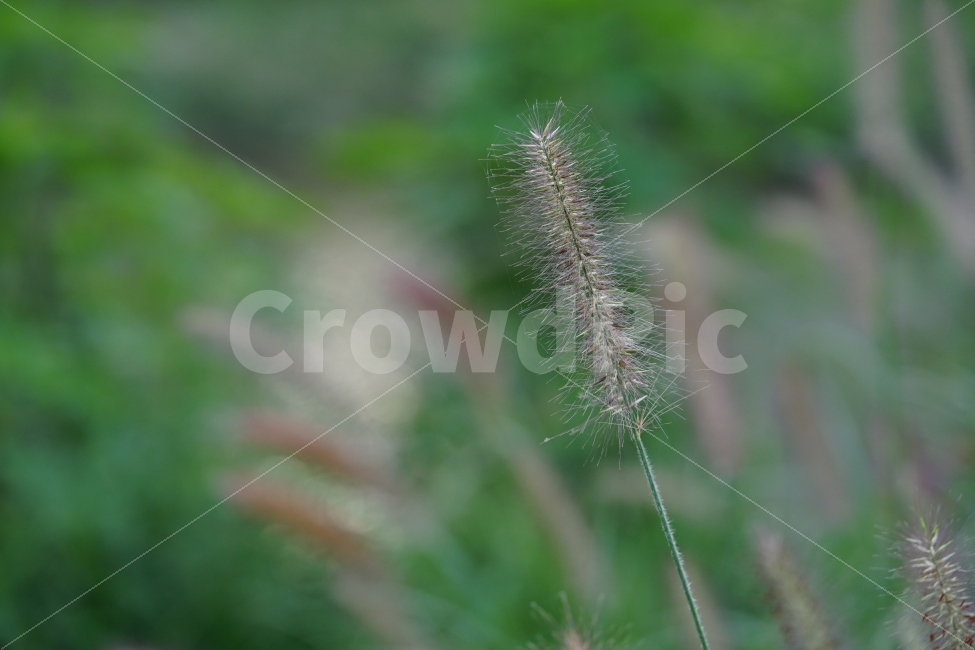 	강아지풀,풀,일상,식물,생명,자연,일상사진,풍경사진,풍경,느낌,감성,감성사진,감성샷,일상샷,접사,식물,자연,plants,nature,감성,sensible,feeling