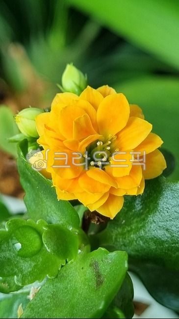 칼란디바,카랑코에,칼란코에,plant,식물,꽃,다육식물,겹카랑코에