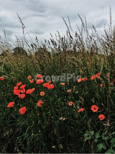꽃,자연,flower,nature,하늘,식물