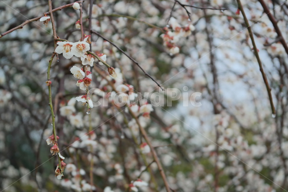 매화,봄꽃,봄,봄비,비,꽃,flower,blossom,plant,식물