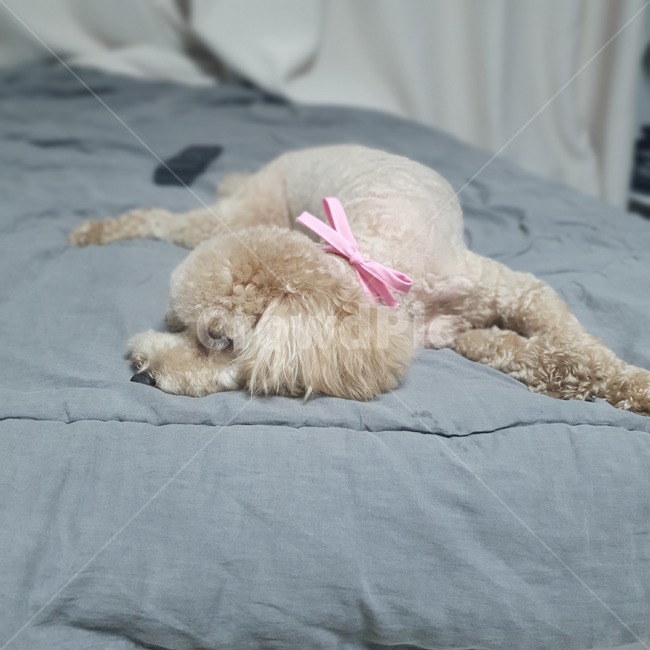 애견,푸들,개,귀여운,강아지,동물,animal,포유류,mammal,개,강아지,dog,doggy