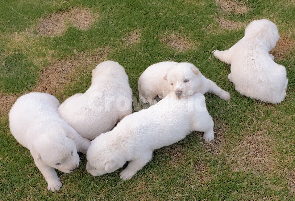 백구,강아지,진돗개,멍멍이,애완동물,plant,동물,animal,포유류,mammal,개,강아지,dog,doggy
