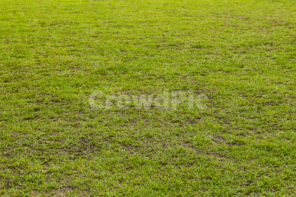 잔디밭,풀밭,잔디광장,녹색,grass