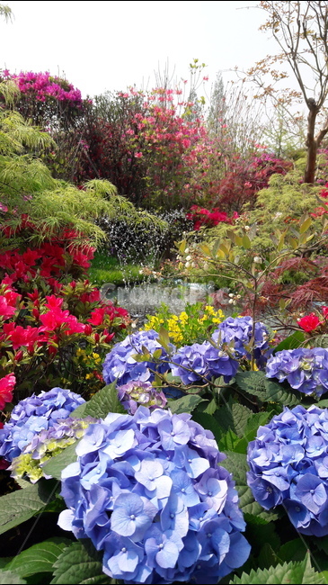 꽃,수국,분수,시원함,고양국제꽃박람회,식물,자연,plants,nature,꽃,flower