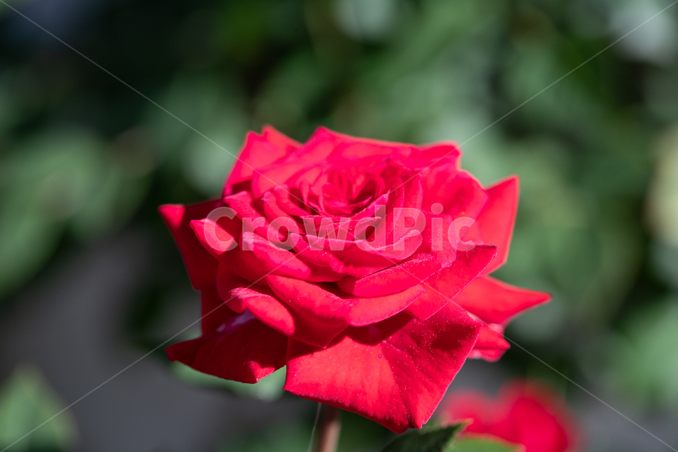 자연,꽃,장미,붉은색,rose,붉은장미,봄,계절,spring,season,식물,자연,plants,nature,꽃,flower,plant,blossom