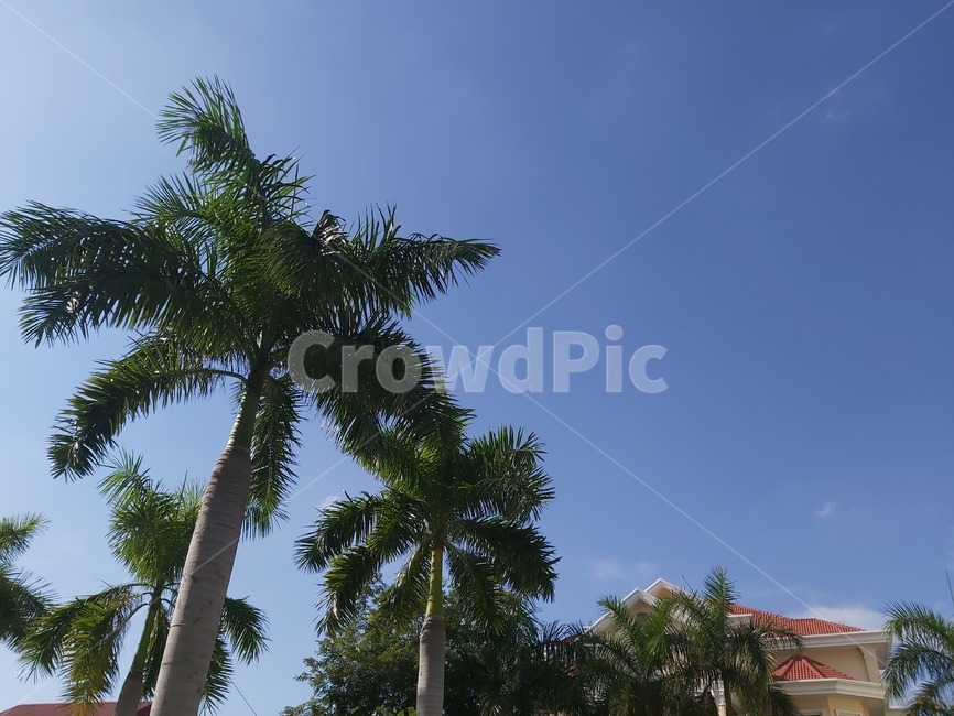 푸른하늘,동남아하늘,캄보디아하늘,tree,나무,야자수,plant,식물,summer,여름,하늘,sky,arecaceae