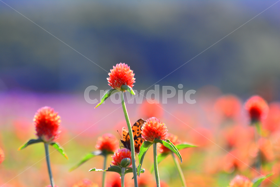 천일홍,가을꽃,꽃축제,플라워,아름다운,주황색,뷰티풀,예쁜,작은꽃,배경,바탕,백그라운드,서정,감성,분위기,느낌,필,분홍색,flowers,feeling,emotion,sensible,몽환적,fall,autumn,시즌,계절,클로즈업,closeup,여름,계절,summer,season,가을,fall,autumn,식물,자연,plants,nature,꽃,flower,동물,animal,곤충,벌레,insect,bug,감성,sensible,feeling,plant