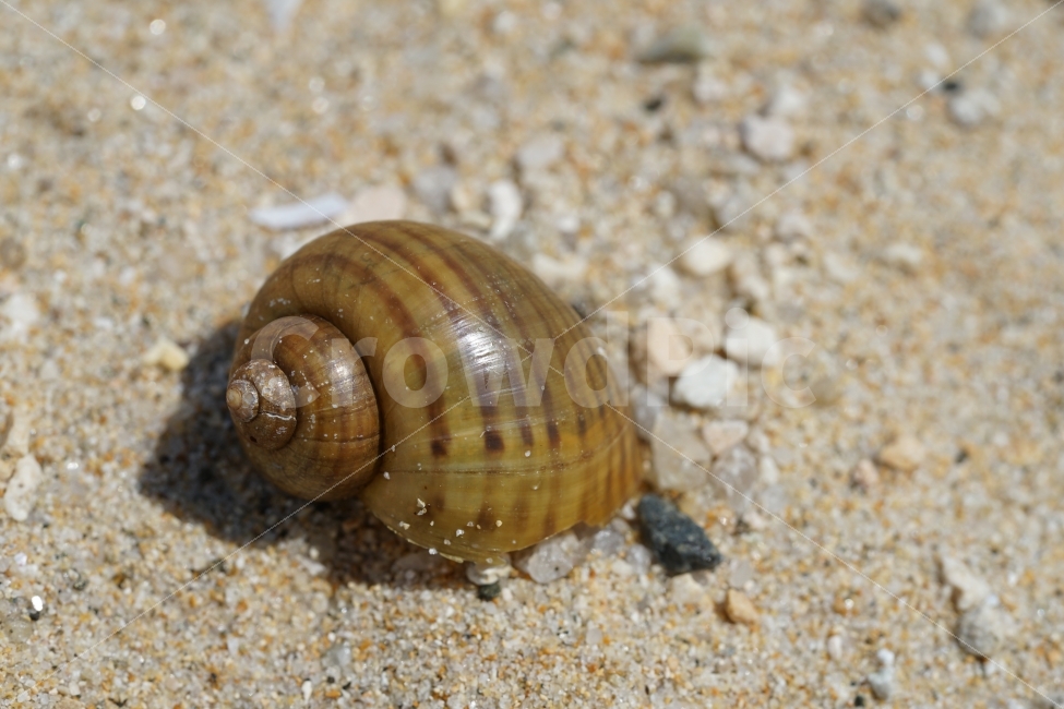 	바다,껍데기,해변,모래사장,모래,조개껍데기,소라,고동,골뱅이,껍질,비치,beach,sand,바닷가,풍경,느낌,감성,생명,해수욕장,해변,바다,beach,sea