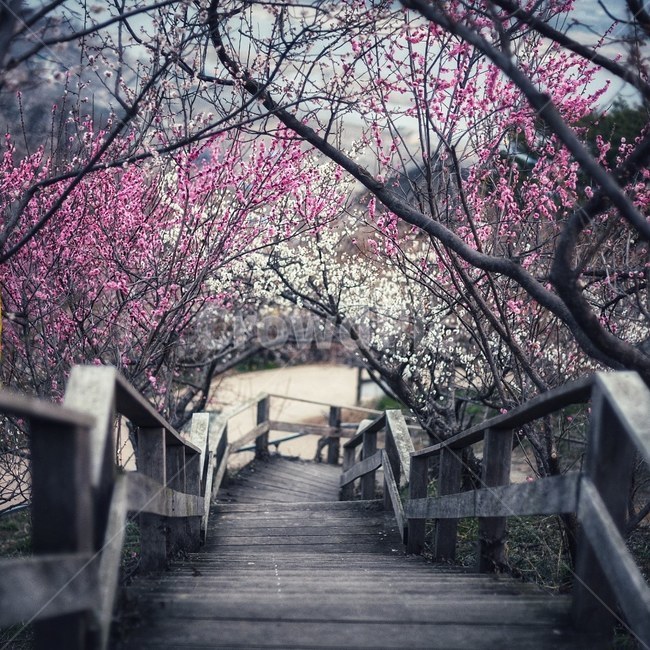 꽃,매화,봄꽃,계단,봄,봄,계절,spring,season,자연,풍경,nature,landscape,boardwalk,산책로,building,건물,bridge,다리