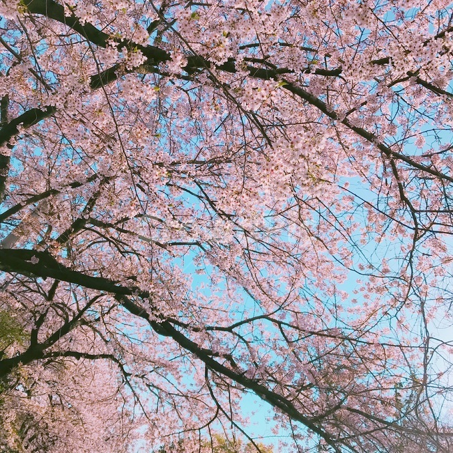 벚꽃,봄,꽃,하늘,나무,봄,계절,spring,season,plant,식물,blossom,cherry blossom,flower