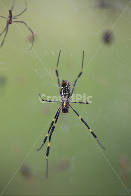 거미,무당거미,암컷,수컷,거미줄,diademspider,동물,animal,곤충,벌레,insect,bug