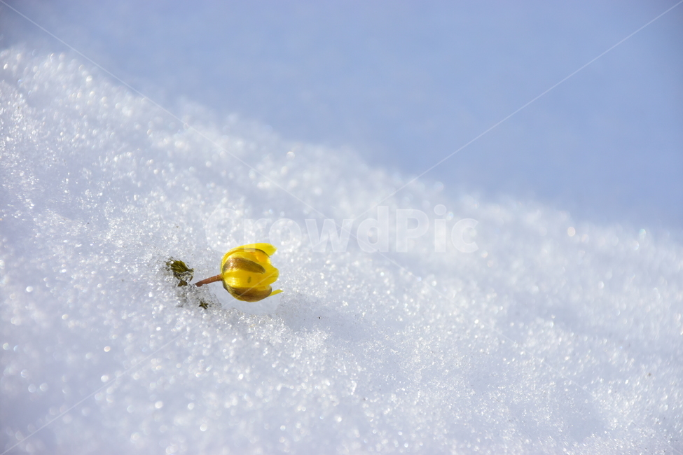 복수초,야생화,봄,눈,설중,꽃,풀꽃,자연,식물,식생,감성,힐링,plants,nature,spring,season,flower,emotion,feeling,노란색,노랑,초본