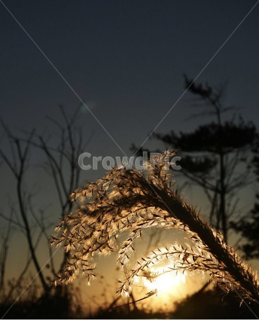 아침,일출,햇살,갈대,풍경,식물,자연,plants,nature