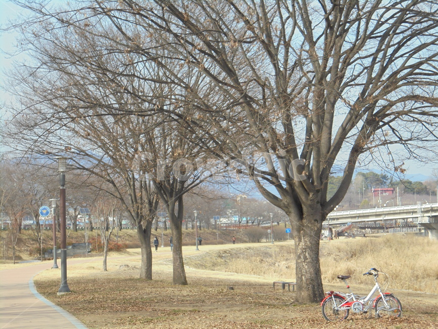 자연,자연물,하늘,구름,풀,땅,햇빛,흙,nature,tree,sky,sun,나뭇가지,공기,air,자연,풍경,nature,landscape,bike,자전거,vehicle,차량,transportation,교통,bicycle,plant,식물,나무,wheel,바퀴,machine,기계,tree trunk,나무 줄기
