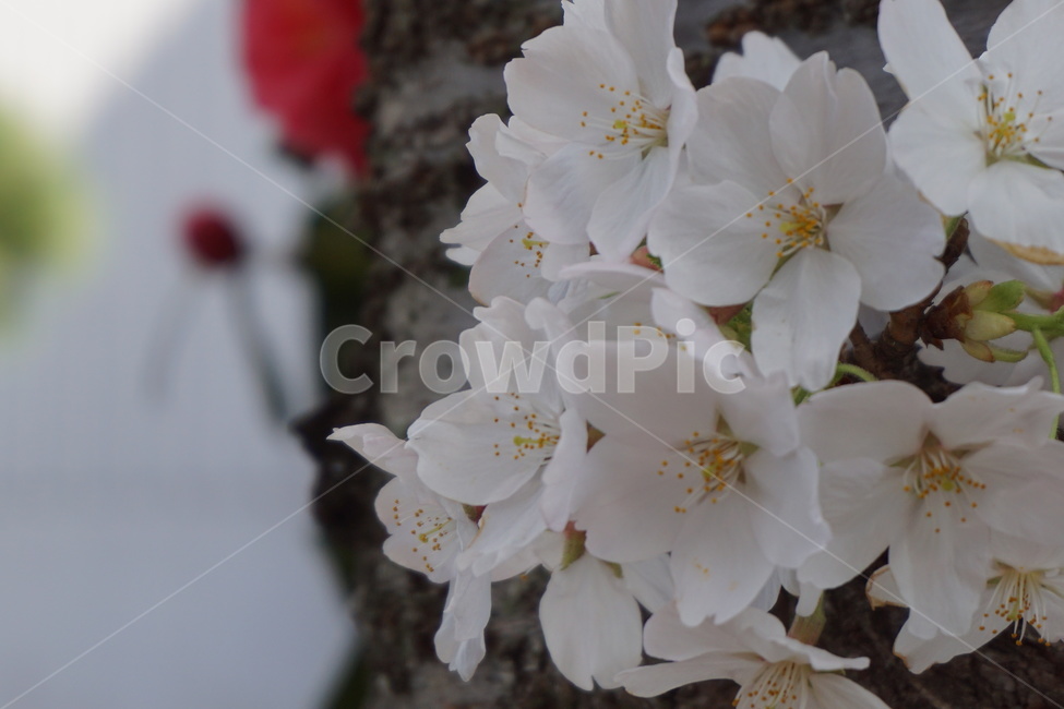 봄,벚꽃,화사함,분홍,벚꽃나무,꽃잎,봄,계절,spring,season,식물,자연,plants,nature,꽃,flower,plant,blossom