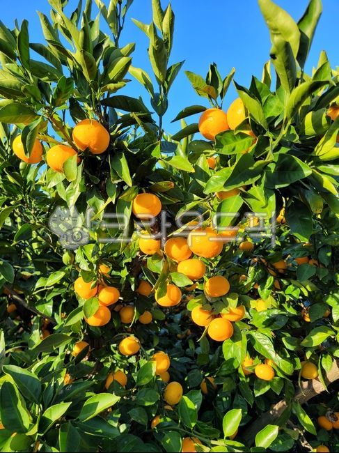 귤, 노지귤, 감귤류과일, 과일, fruit, 사진,이미지,일러스트,캘리그라피 - phototo73작가