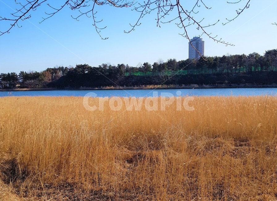 nature,자연,outdoors,옥외,land,갈대,갈대밭,호수