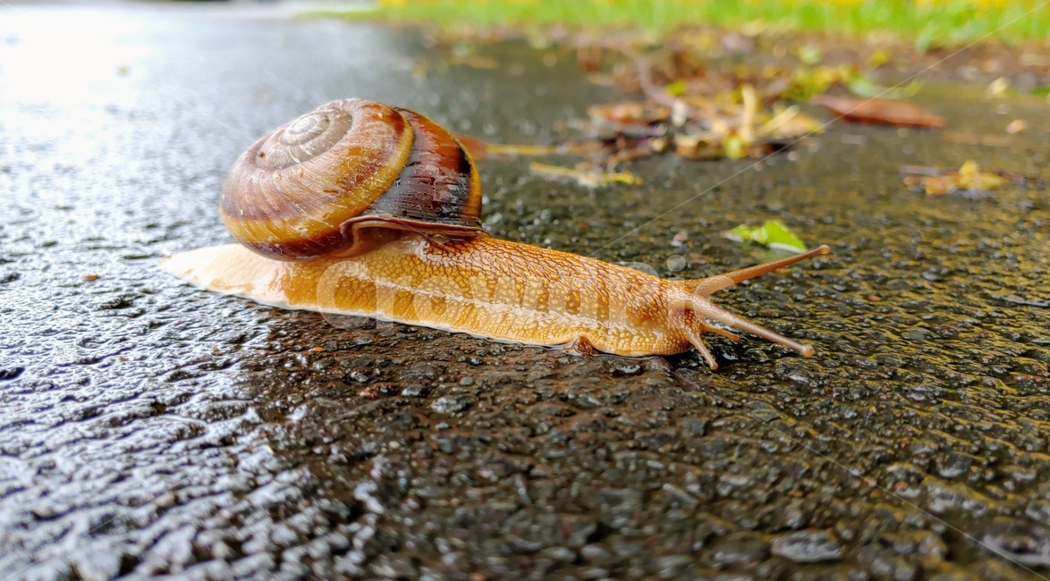 달팽이,snails,greatsnail,연체동물,escargot,caracol,salyangoz,schnecke,자웅동체,동물,animal
