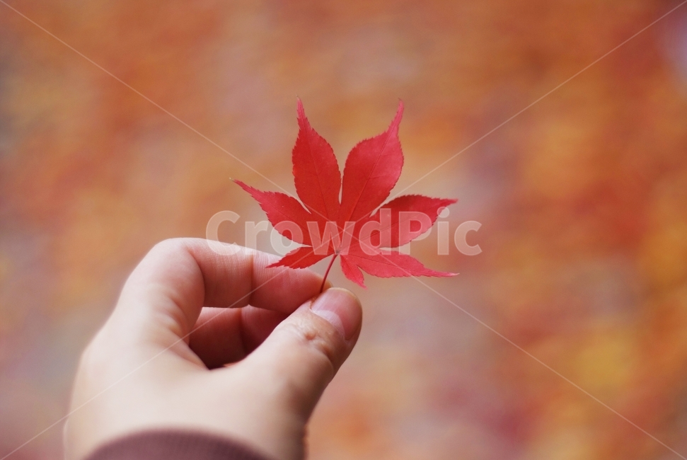 단풍잎,붉은단풍,낙엽,가을,maple,autumn,손,가을,계절,fall,autumn,season,식물,자연,plants,nature,사람,인물,인간,human,person,신체일부,몸,body,감성,sensible,feeling,leaf,잎,plant,tree,나무