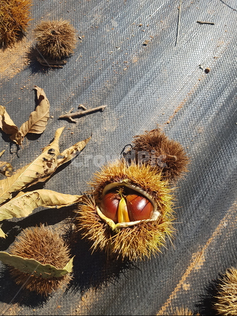 시골,밤,밤나무,알밤,가을,추석,자연