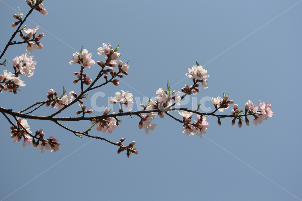 꽃,blossom,벚꽃,봄,spring