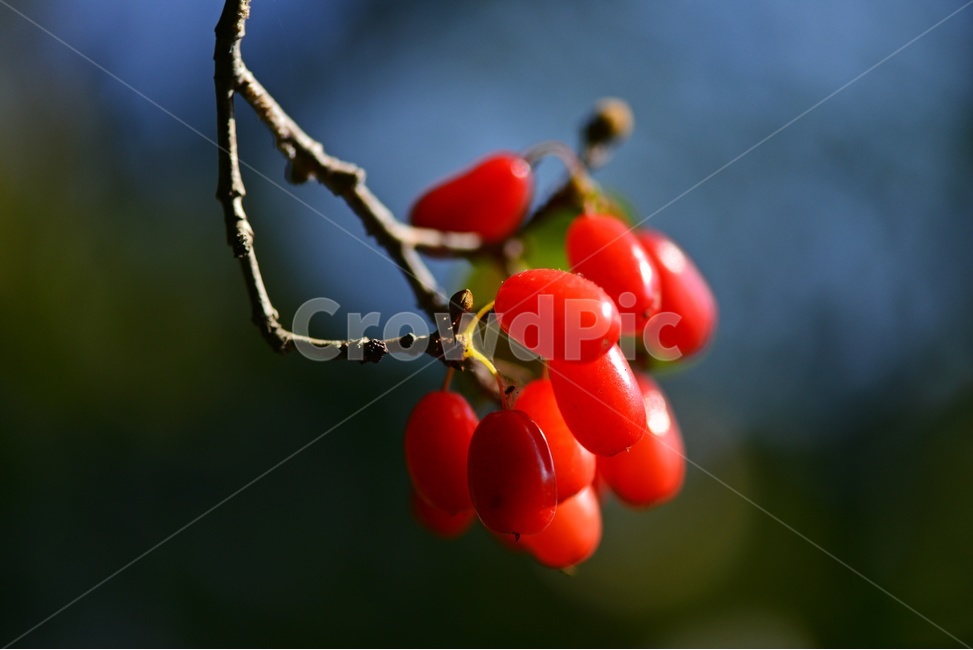 plant,식물,food,음식,fruit,과일,산수유,열매,산수유열매,약용식물,건강식품,결실,빨강색,가을,과일,열매,fruit