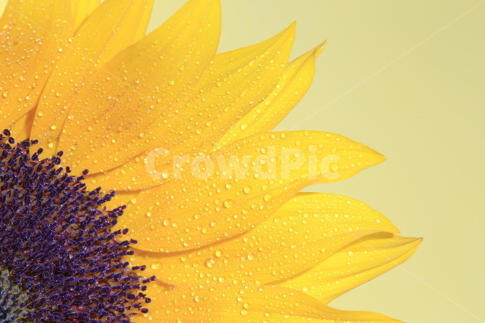 plant,식물,blossom,해바라기,클로즈업,식물,자연,plants,nature,꽃,flower
