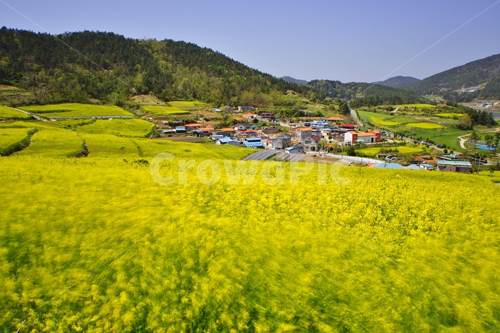 선헉동,유채,장흥,풍경,농촌,봄,계절,spring,season,시골,마을,풍경,landscape,country,rural,town,nature,자연,field,들,grassland,목초지,outdoors,옥외,farm,농장,meadow