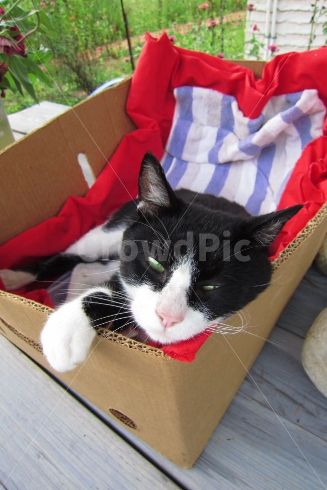 consensus,Pets,cat,tired,animal,pet