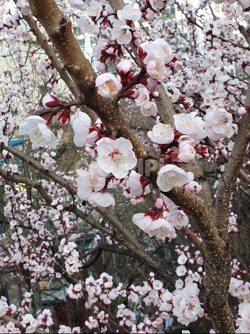 벚꽃,매화,꽃,꽃송이,만개,봄,계절,spring,season,plant,식물,blossom,cherry blossom,flower