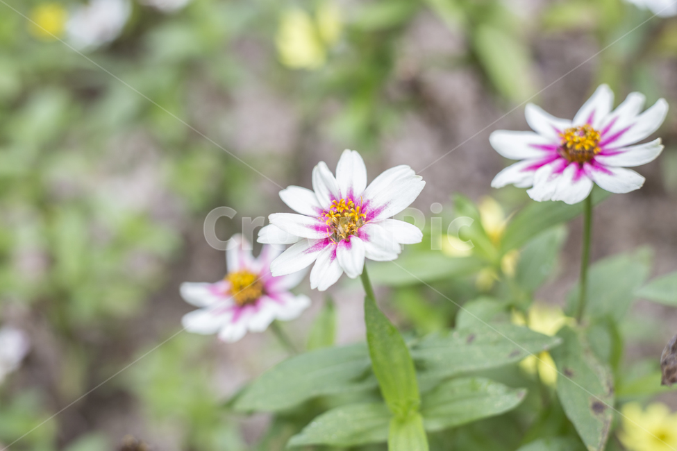 꽃,플라워,flower,꽃말,야생화,정원,파크,공원,park,백일홍,Zinnia,식물,자연,plants,nature,꽃,flower