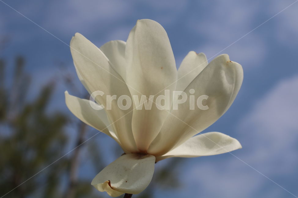 꽃,식물,자연,하안색,계절,봄,목련,magnolia,flower,spring,season,white,color,plant,nature,식물,자연,plants,nature,꽃,flower