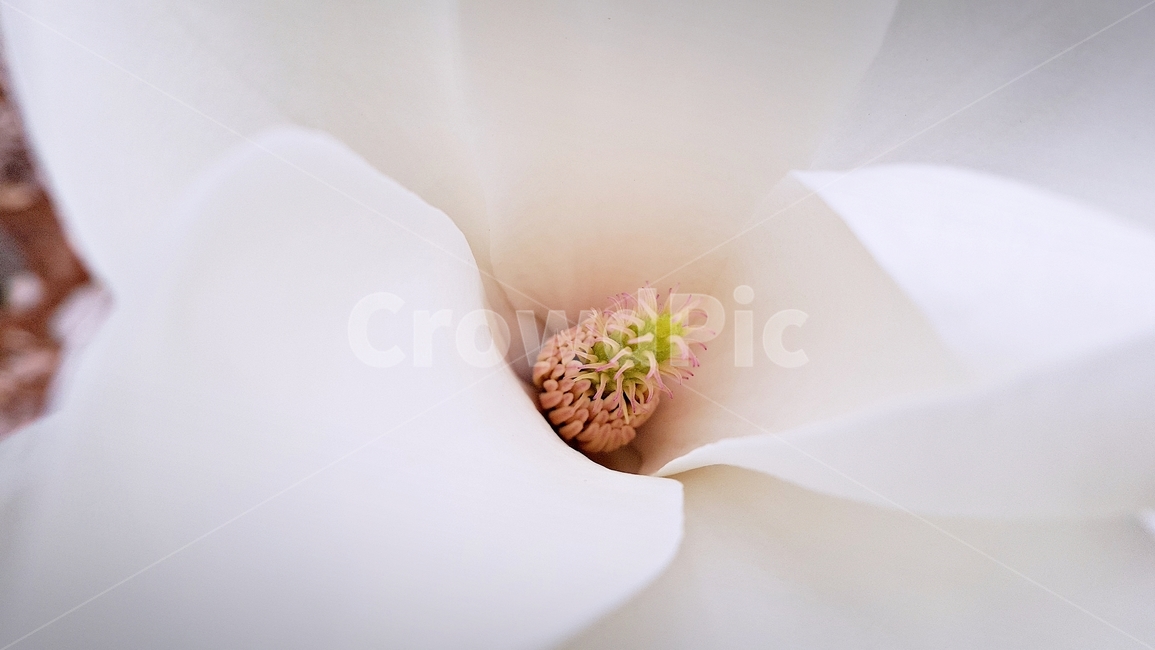 꽃,식물,자연,목련,접사,flower,봄꽃,순백,아름다움,beauty,식물,자연,plants,nature,꽃,flower