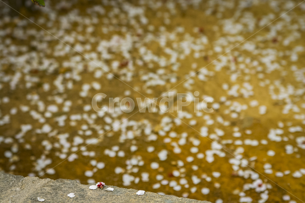 낙화,봄,꽃잎,봄풍경,매화,봄,계절,spring,season