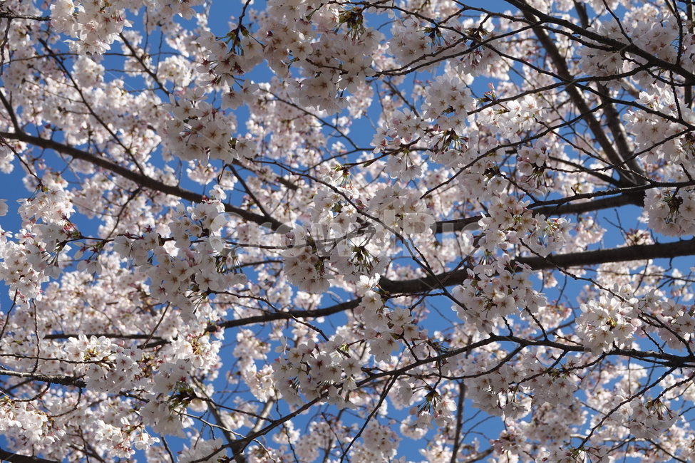 plant,식물,blossom,flower,꽃,꽃,flower,나무,trees,wood